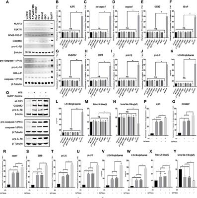 By Regulating the NLRP3 Inflammasome Can Reduce the Release of Inflammatory Factors in the Co-Culture Model of Tuberculosis H37Ra Strain and Rat Microglia